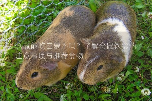 仓鼠能吃白萝卜吗？了解仓鼠饮食的注意事项与推荐食物