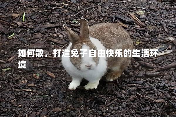 如何散，打造兔子自由快乐的生活环境