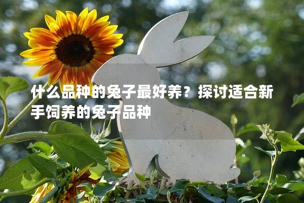 什么品种的兔子最好养？探讨适合新手饲养的兔子品种