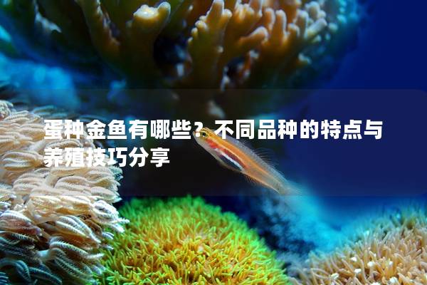 蛋种金鱼有哪些？不同品种的特点与养殖技巧分享