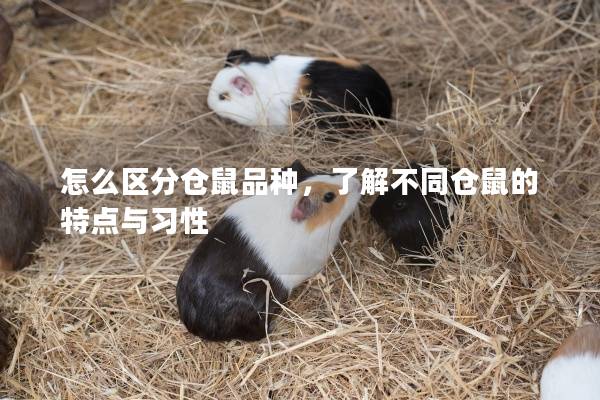 怎么区分仓鼠品种，了解不同仓鼠的特点与习性