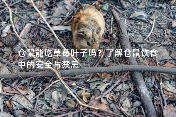 仓鼠能吃草莓叶子吗？了解仓鼠饮食中的安全与禁忌