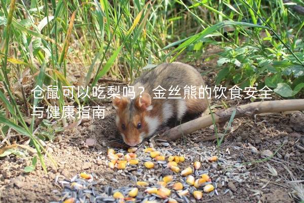 仓鼠可以吃梨吗？金丝熊的饮食安全与健康指南