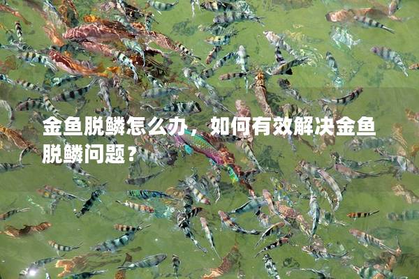 金鱼脱鳞怎么办，如何有效解决金鱼脱鳞问题？