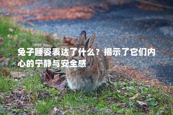 兔子睡姿表达了什么？揭示了它们内心的宁静与安全感