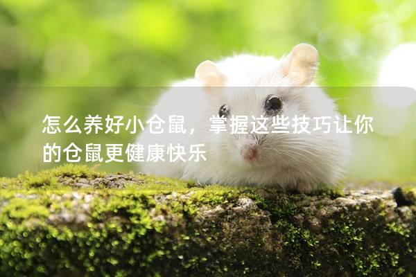 怎么养好小仓鼠，掌握这些技巧让你的仓鼠更健康快乐