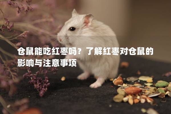 仓鼠能吃红枣吗？了解红枣对仓鼠的影响与注意事项
