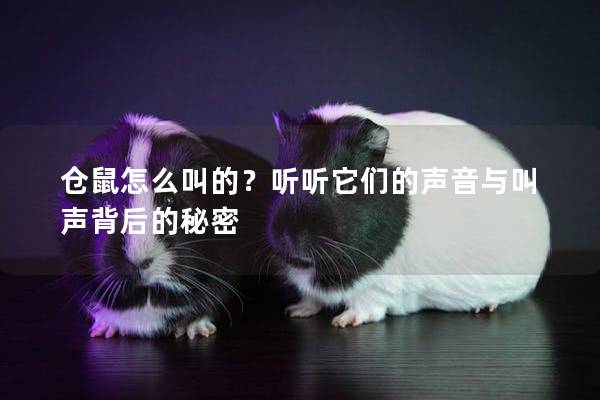 仓鼠怎么叫的？听听它们的声音与叫声背后的秘密