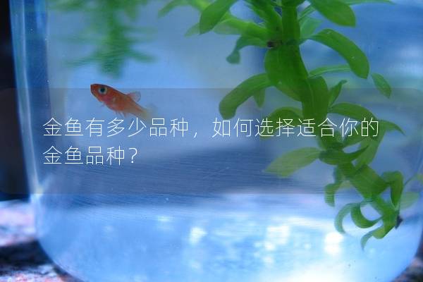 金鱼有多少品种，如何选择适合你的金鱼品种？