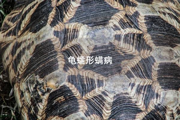 龟蠕形螨病