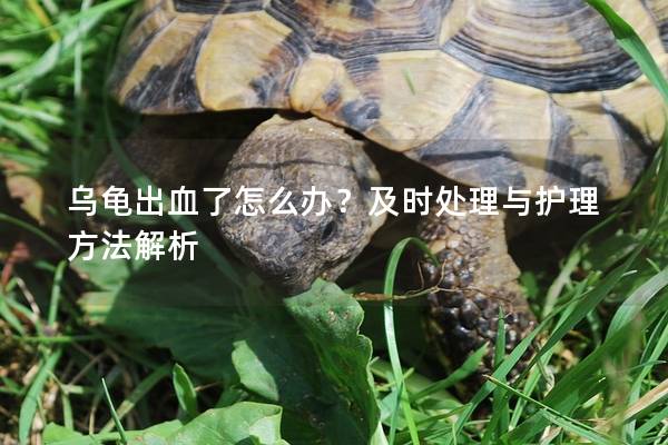 乌龟出血了怎么办？及时处理与护理方法解析
