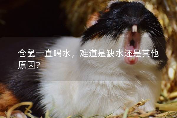 仓鼠一直喝水，难道是缺水还是其他原因？
