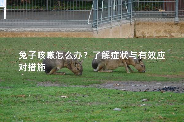 兔子咳嗽怎么办？了解症状与有效应对措施