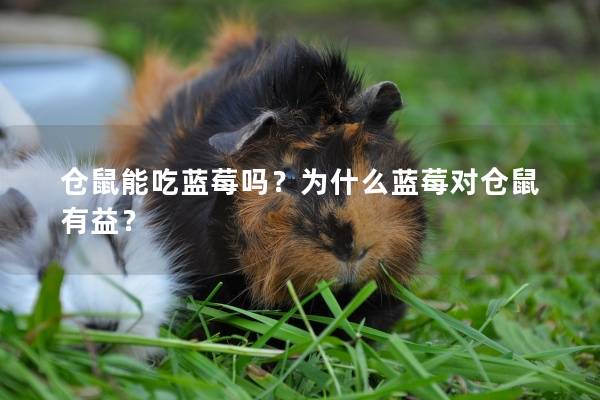 仓鼠能吃蓝莓吗？为什么蓝莓对仓鼠有益？