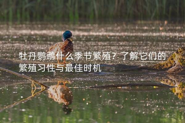 牡丹鹦鹉什么季节繁殖？了解它们的繁殖习性与最佳时机