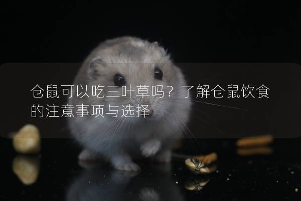 仓鼠可以吃三叶草吗？了解仓鼠饮食的注意事项与选择