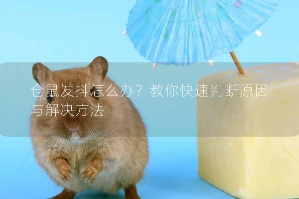 仓鼠发抖怎么办？教你快速判断原因与解决方法