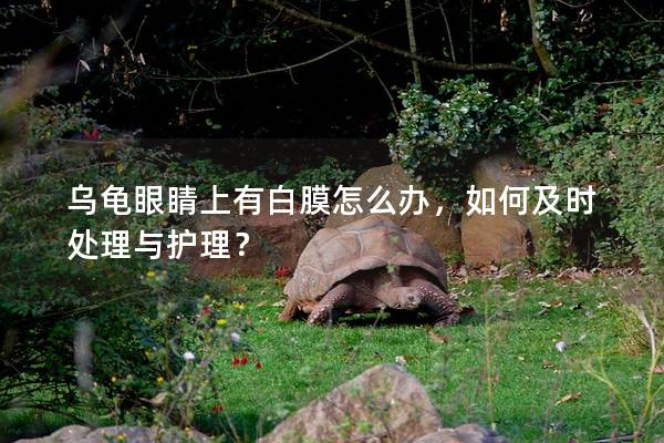 乌龟眼睛上有白膜怎么办，如何及时处理与护理？
