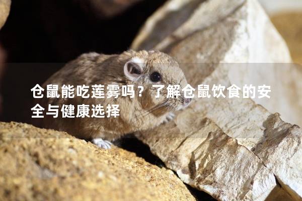 仓鼠能吃莲雾吗？了解仓鼠饮食的安全与健康选择