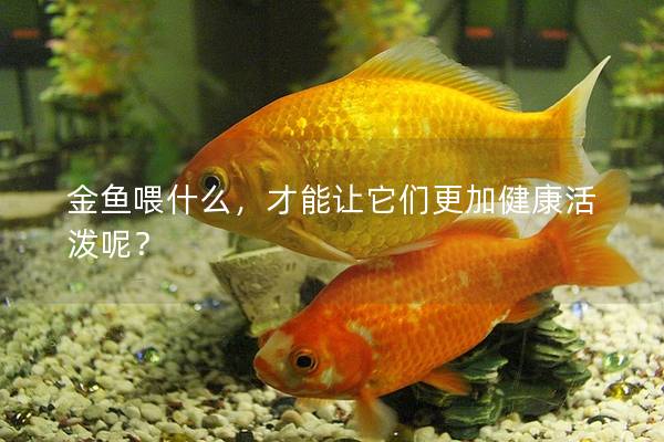 金鱼喂什么，才能让它们更加健康活泼呢？