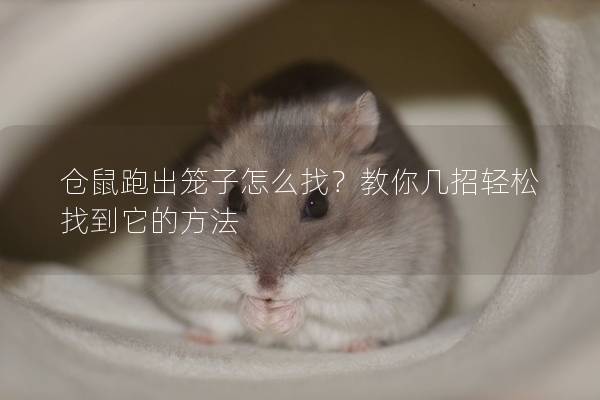 仓鼠跑出笼子怎么找？教你几招轻松找到它的方法