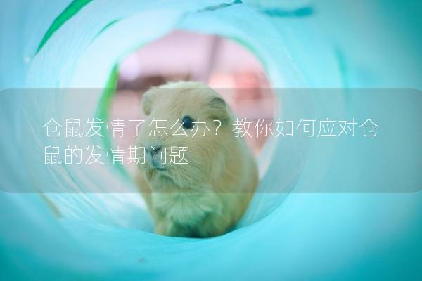 仓鼠发情了怎么办？教你如何应对仓鼠的发情期问题