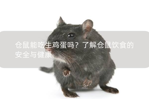 仓鼠能吃生鸡蛋吗？了解仓鼠饮食的安全与健康