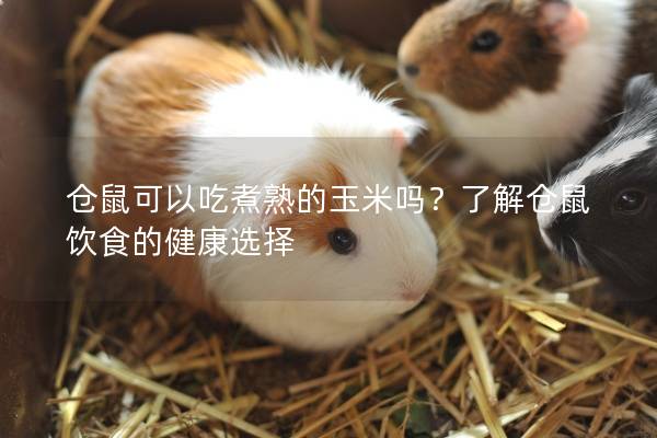 仓鼠可以吃煮熟的玉米吗？了解仓鼠饮食的健康选择