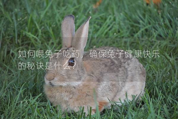 如何喂兔子吃药，确保兔子健康快乐的秘诀是什么？