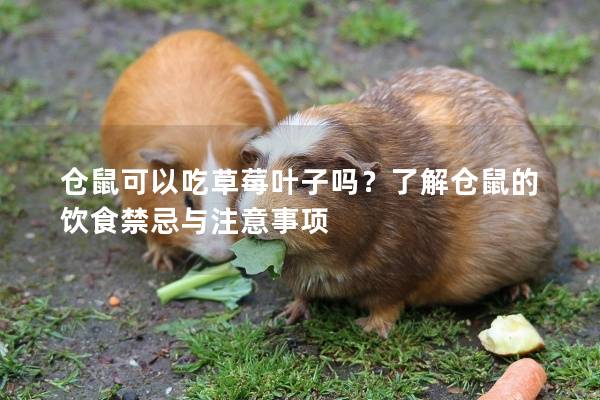 仓鼠可以吃草莓叶子吗？了解仓鼠的饮食禁忌与注意事项