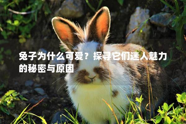 兔子为什么可爱？探寻它们迷人魅力的秘密与原因