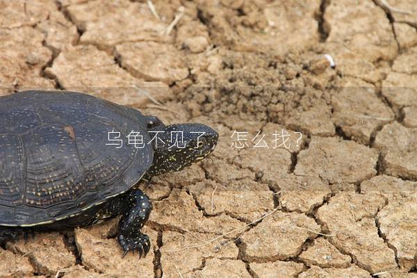 乌龟不见了，怎么找？
