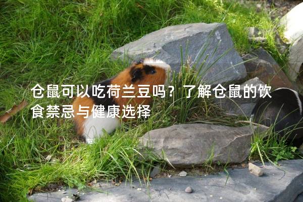 仓鼠可以吃荷兰豆吗？了解仓鼠的饮食禁忌与健康选择