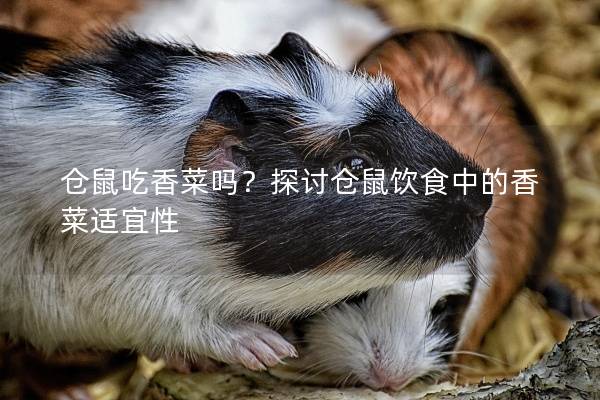 仓鼠吃香菜吗？探讨仓鼠饮食中的香菜适宜性