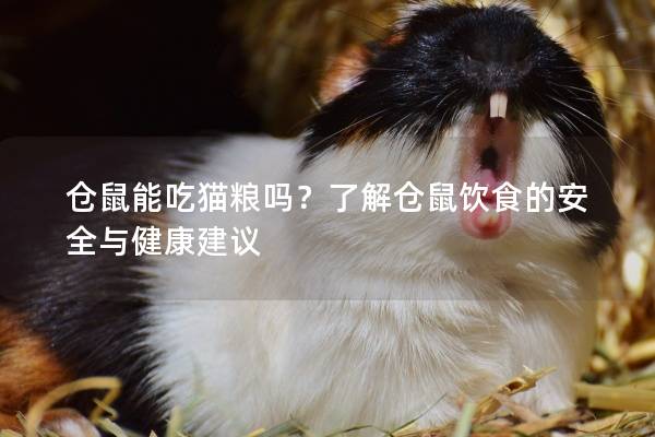 仓鼠能吃猫粮吗？了解仓鼠饮食的安全与健康建议