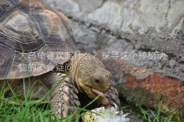 大乌龟喜欢吃什么？探寻这个神秘动物的美食疑问