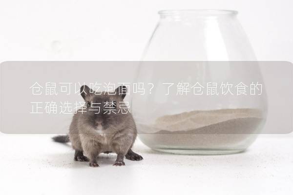 仓鼠可以吃泡面吗？了解仓鼠饮食的正确选择与禁忌