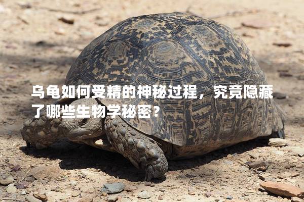 乌龟如何受精的神秘过程，究竟隐藏了哪些生物学秘密？