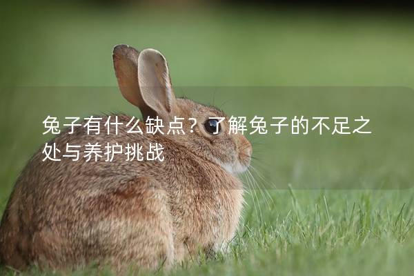 兔子有什么缺点？了解兔子的不足之处与养护挑战