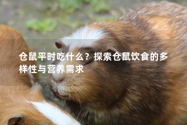 仓鼠平时吃什么？探索仓鼠饮食的多样性与营养需求