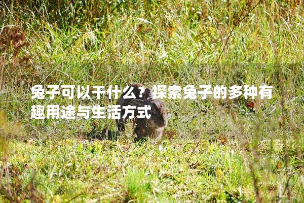 兔子可以干什么？探索兔子的多种有趣用途与生活方式