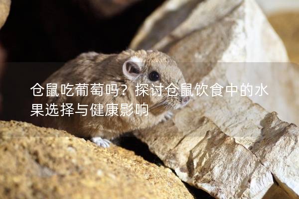 仓鼠吃葡萄吗？探讨仓鼠饮食中的水果选择与健康影响