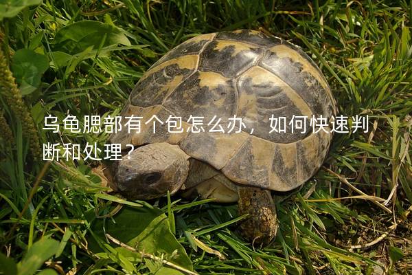 乌龟腮部有个包怎么办，如何快速判断和处理？