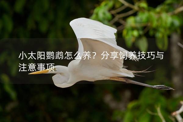 小太阳鹦鹉怎么养？分享饲养技巧与注意事项