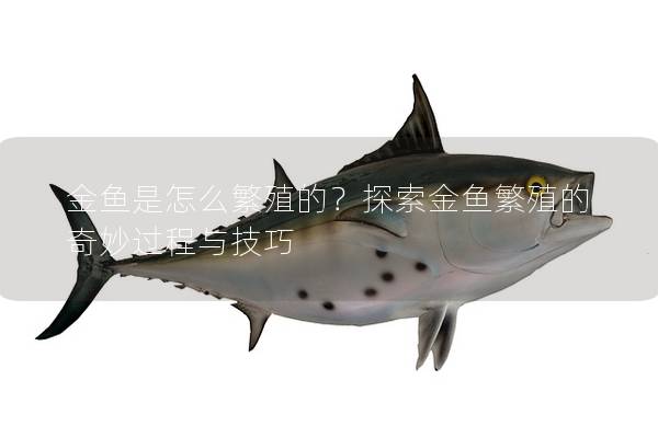 金鱼是怎么繁殖的？探索金鱼繁殖的奇妙过程与技巧