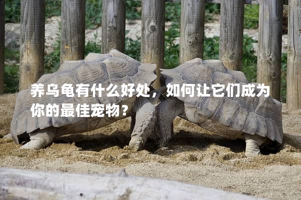 养乌龟有什么好处，如何让它们成为你的最佳宠物？