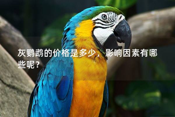 灰鹦鹉的价格是多少，影响因素有哪些呢？