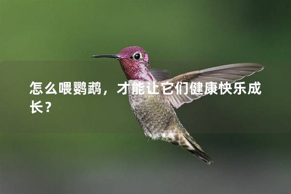 怎么喂鹦鹉，才能让它们健康快乐成长？