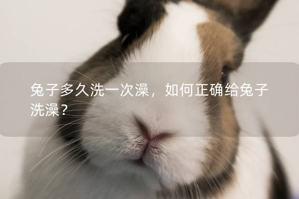 兔子多久洗一次澡，如何正确给兔子洗澡？