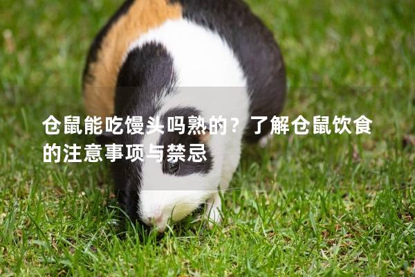 仓鼠能吃馒头吗熟的？了解仓鼠饮食的注意事项与禁忌